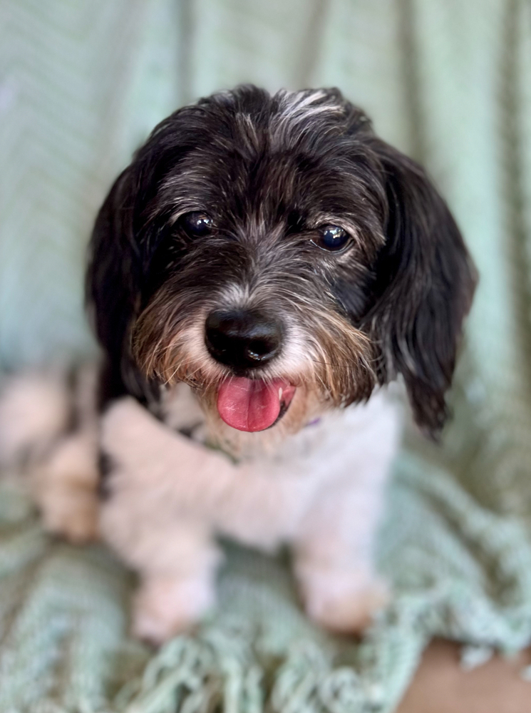 August (Auggie)