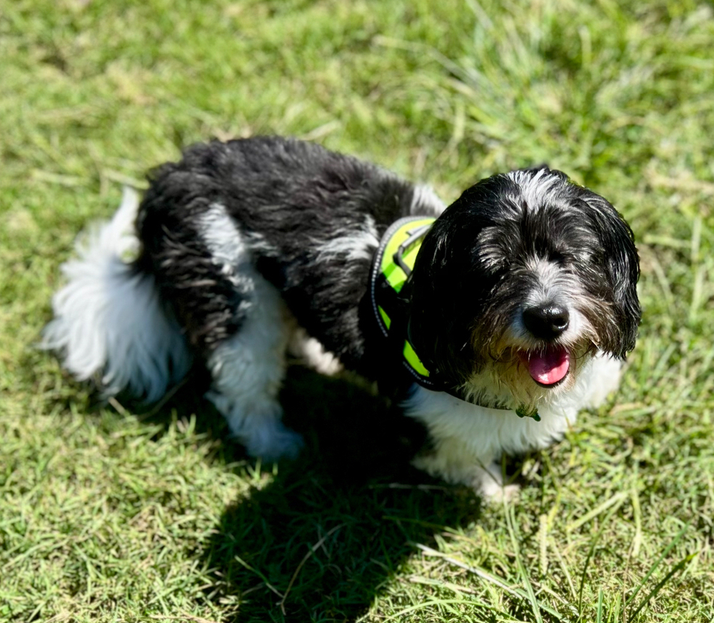 August (Auggie)