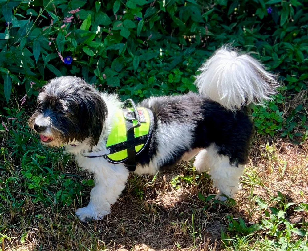 August (Auggie)