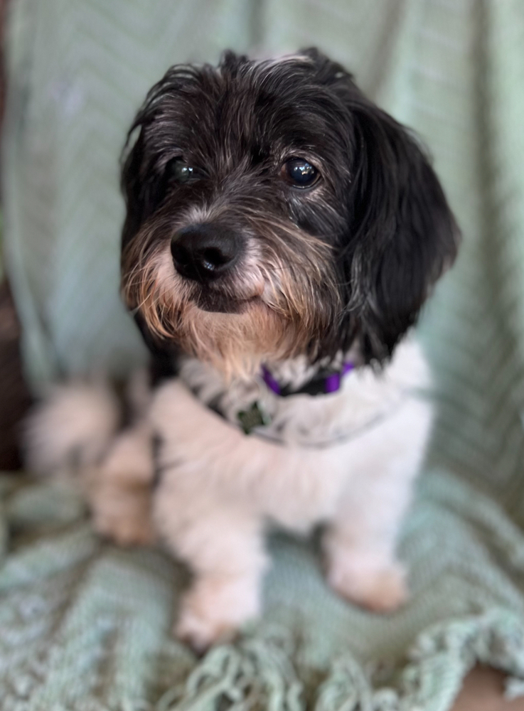August (Auggie)