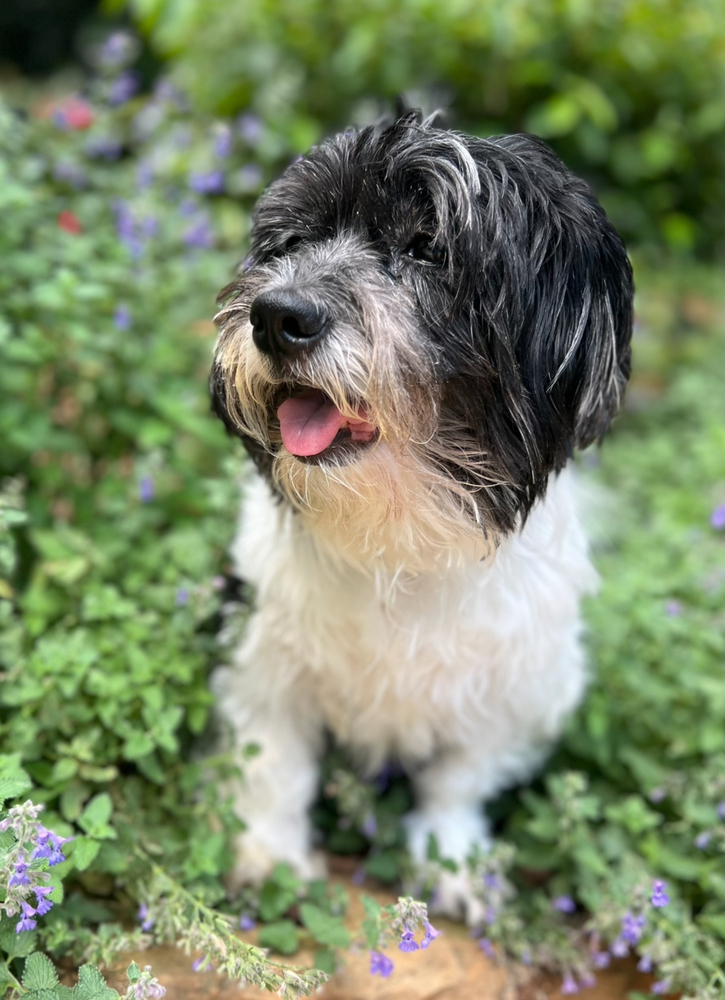 August (Auggie)