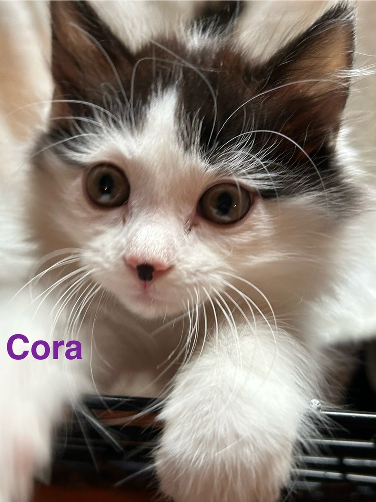 Cora