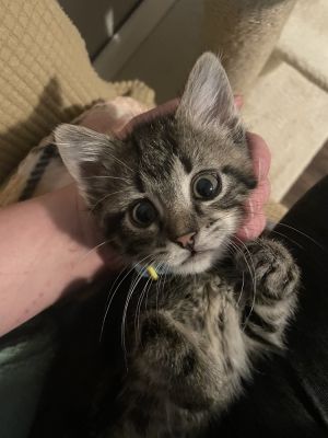 Sidd WC-1099, Baby Male Domestic Short Hair