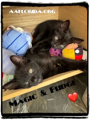 Fudge, Young Female Domestic Medium Hair