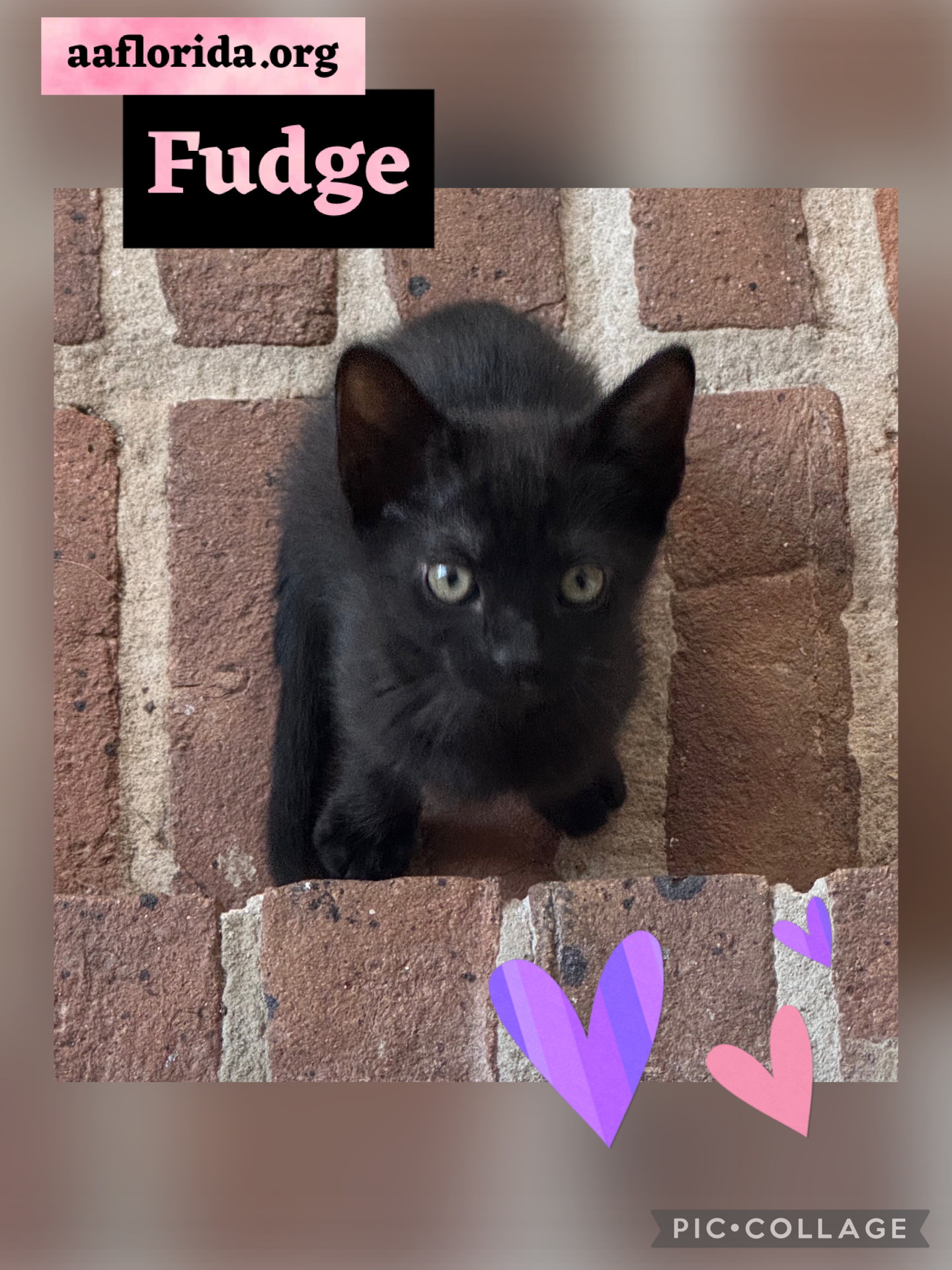 Fudge