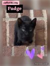 Fudge photo 2