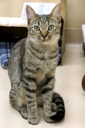 Raya, Adult Female Domestic Short Hair