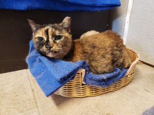 Gracie Powell, Senior Female Domestic Short Hair