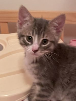 Mittens, Baby Male Domestic Short Hair