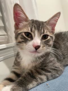 Mittens