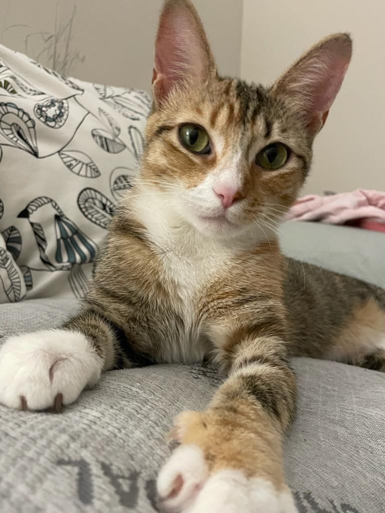 Callie
