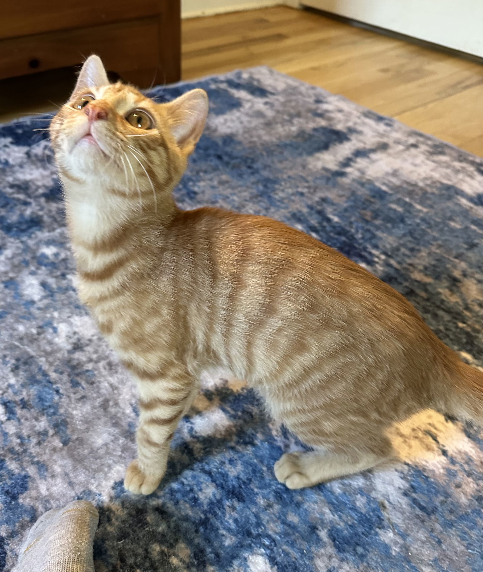 Hollandaise