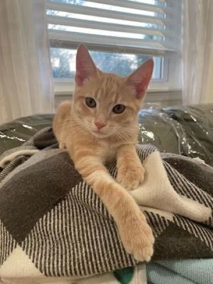 Ramen, Baby Male Domestic Short Hair