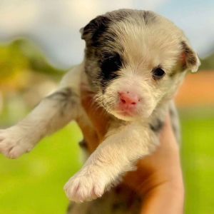 Froggy, Baby Male Australian Shepherd