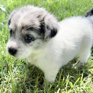 Foxi, Baby Female Australian Shepherd