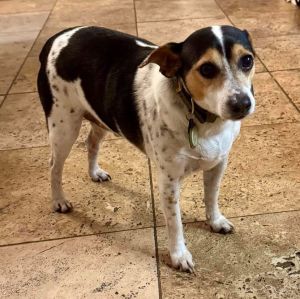 PD, Adult Male Terrier