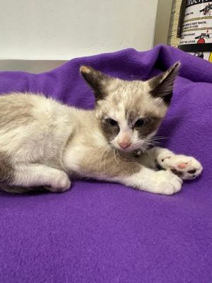 Clementine, Baby Female Siamese