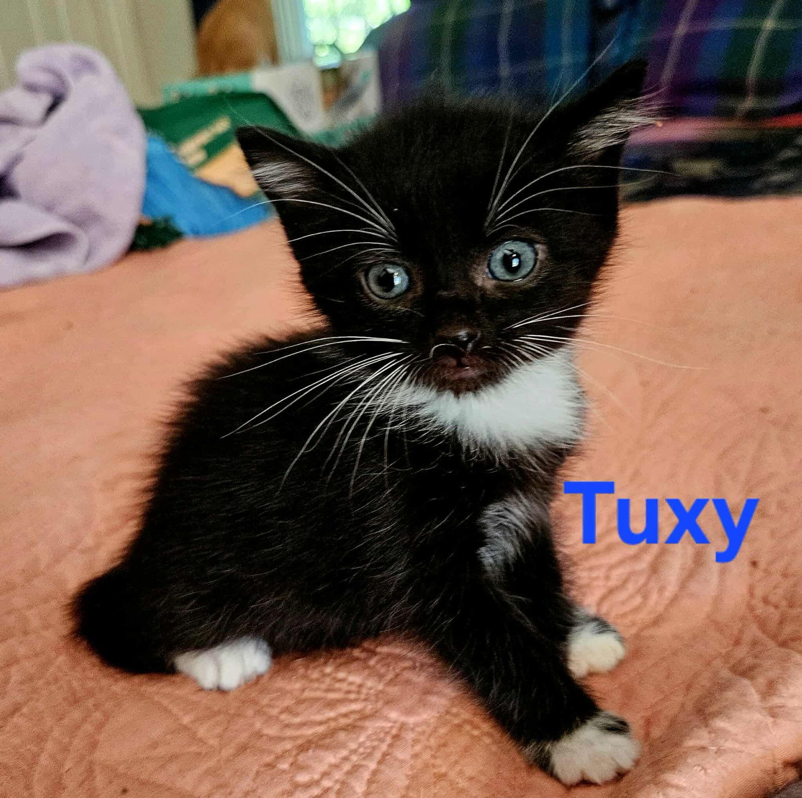 Tuxy - Not at shelter (Kendra)