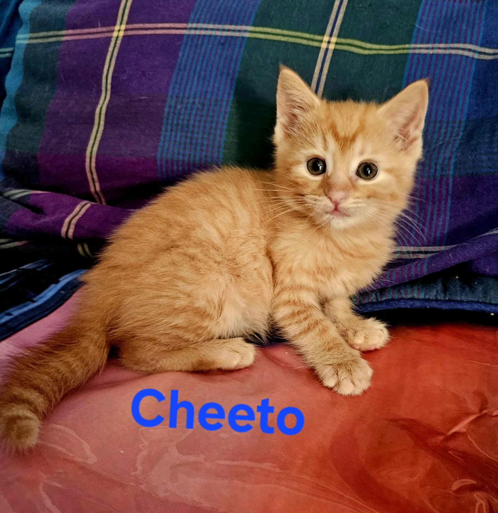 Cheeto: Visit At 7 Hills Vet