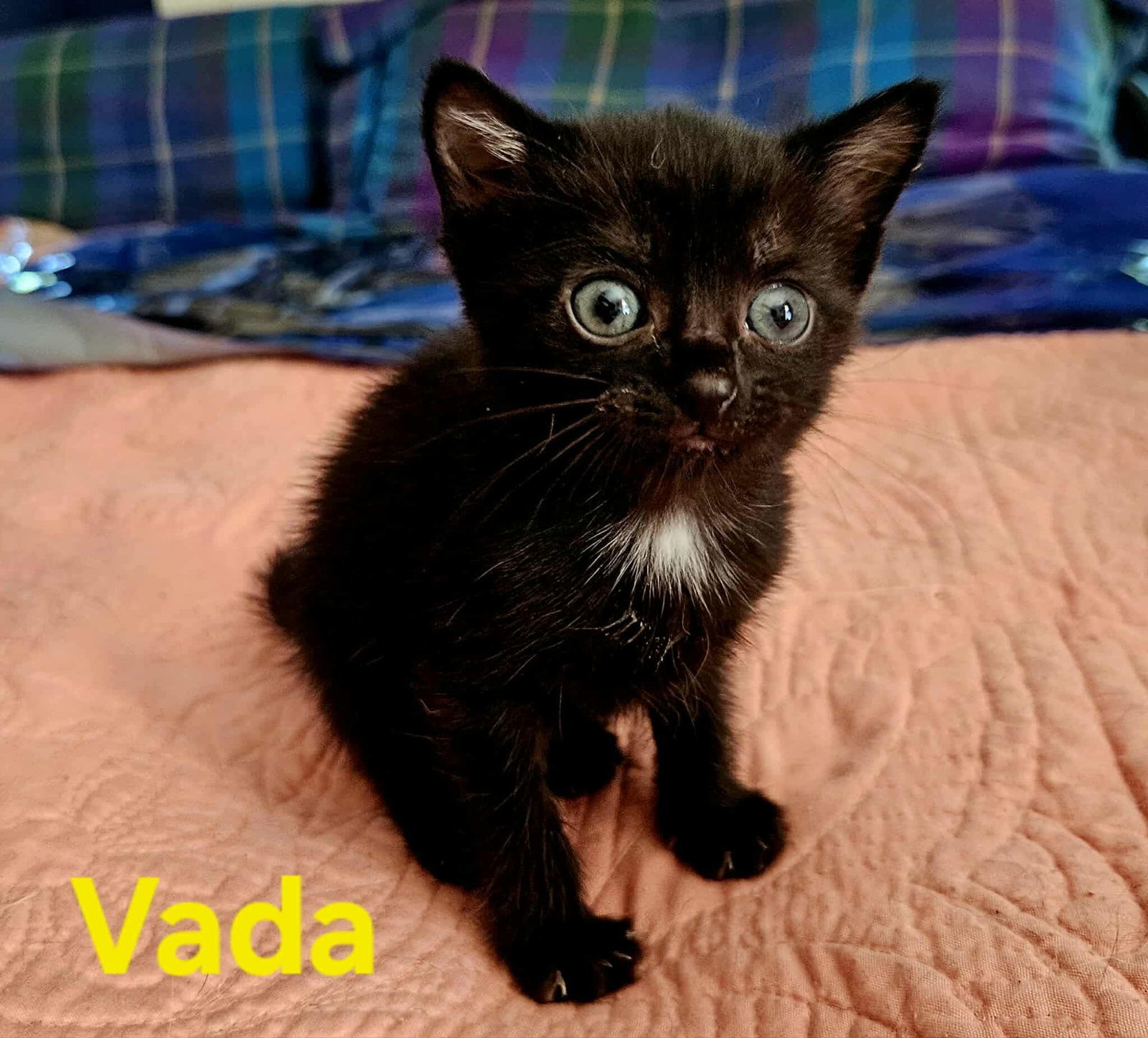 Vada - Not at shelter (Kendra)