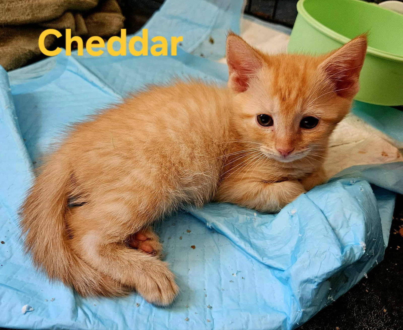 Chedder: Visit At 7 Hills Vet