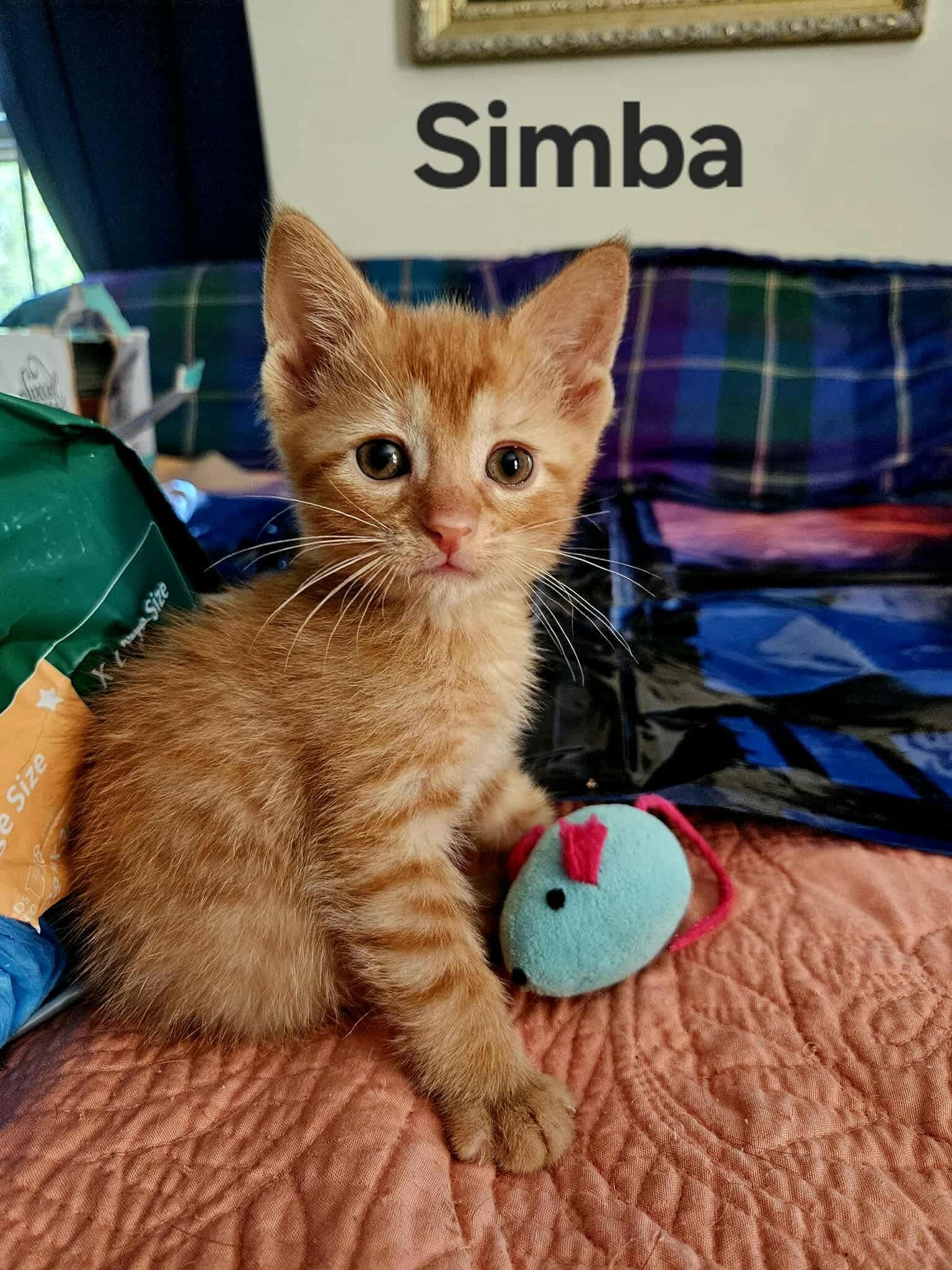 Simba - Visit At 7 Hills Vet