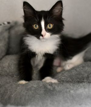Dahlia Domestic Medium Hair Cat