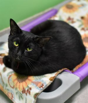 Piper Domestic Short Hair Cat
