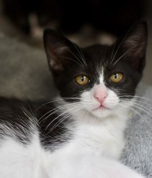 Clover Domestic Short Hair Cat