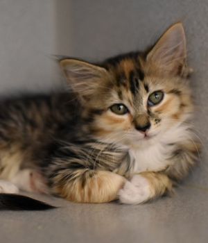 Aster Domestic Long Hair Cat