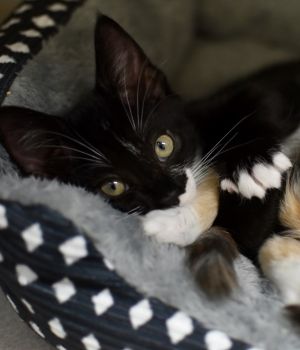 Hawthorne Domestic Short Hair Cat