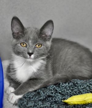 Cheerio and Toodle came to Good Mews for a better chance at finding a forever home and were so glad