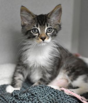 Cheerio and Toodle came to Good Mews for a better chance at finding a forever home and were so glad