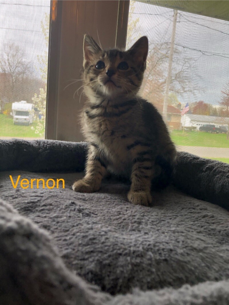 Vernon