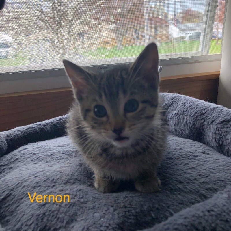 Vernon