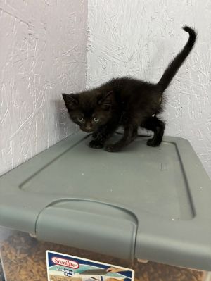 Teddy Bear, Young Male Domestic Short Hair