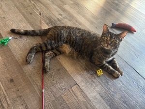 Sunbeam, Adult Female Domestic Short Hair