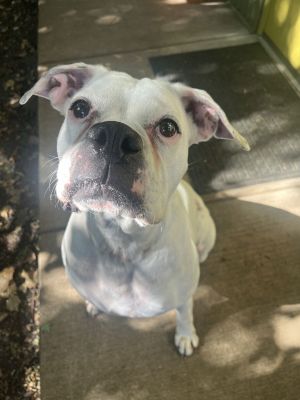 Cherry Boxer Dog