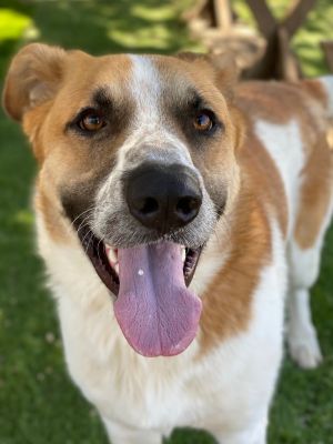 Sunny, Adult Male Saint Bernard