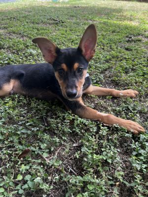 Logan, Young Male Shepherd