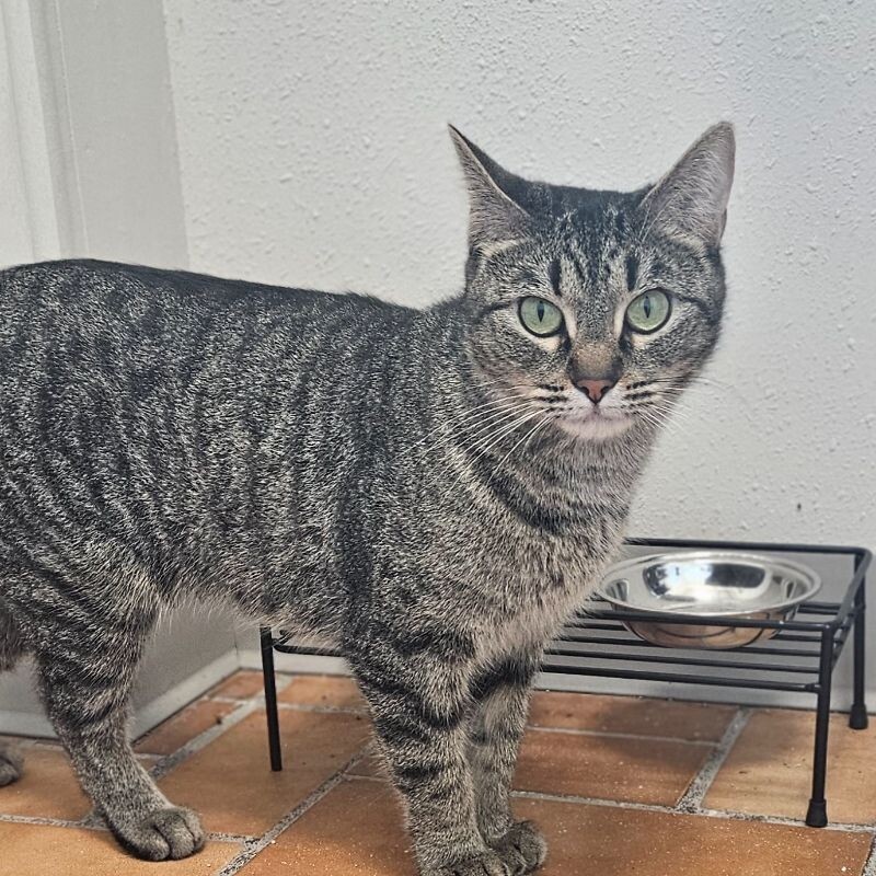 Wednesday, an adoptable Domestic Short Hair in Yankton, SD, 57078 | Photo Image 1