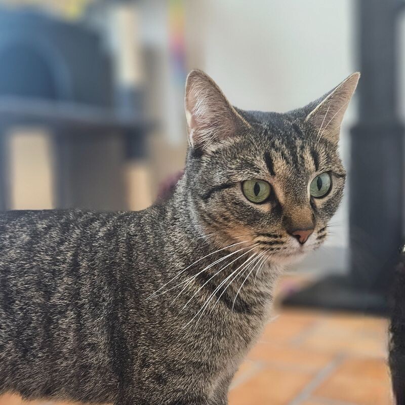 Wednesday, an adoptable Domestic Short Hair in Yankton, SD, 57078 | Photo Image 2