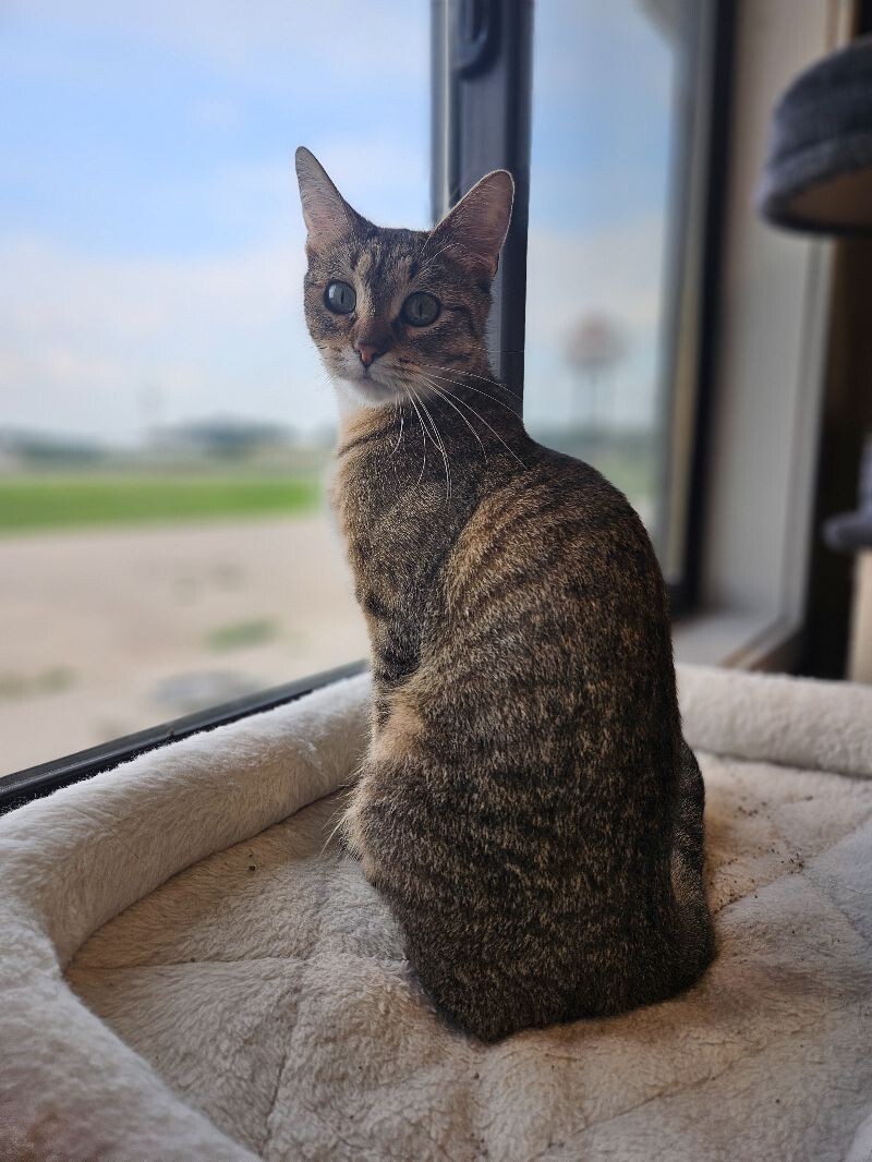 Paisley, an adoptable Domestic Short Hair in Yankton, SD, 57078 | Photo Image 1