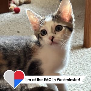 Velvet Vera, Young Female Domestic Short Hair
