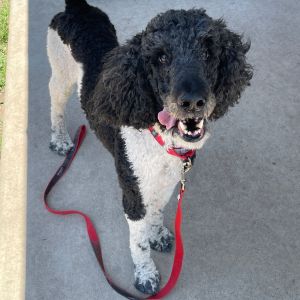 Toots, Senior Male unknown