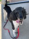 Toots photo 3