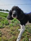 Toots photo 5
