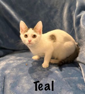 Teal, Young Female Domestic Short Hair