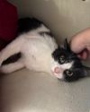 Little Littles photo 3