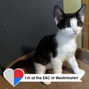 Shally, Young Male Domestic Short Hair